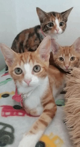 SPCA giphyupload GIF