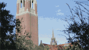 trees gators GIF by University of Florida