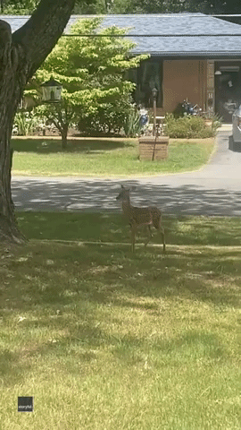Fawn Looks Both Ways Before Crossing Road