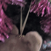 Christmas Tree GIF