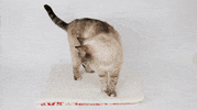 Happy Cat GIF by thecatball
