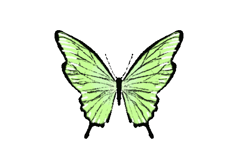 Nananaanaanana828282 giphyupload butterfly anna tavasz Sticker