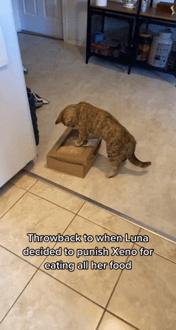 cuteanimalland giphyupload GIF