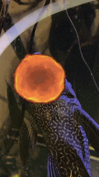 Pleco GIF