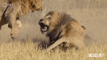 Lion Roaring on the Savannah