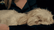 hyperrpg reaction cute dog mrw GIF