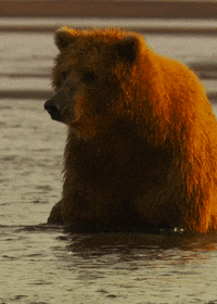 grizzly bear GIF by Head Like an Orange