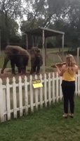 Elephants Dance to Violin Music