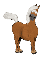 Horse Pony Sticker by Glamour by Reitsport SIBO