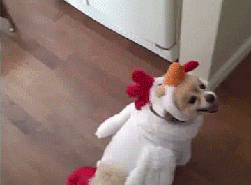 Dogs Costume GIF