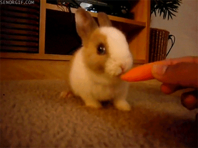rabbit carrot GIF by Cheezburger