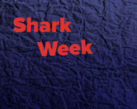 shark week GIF by Poncho the Weather Cat
