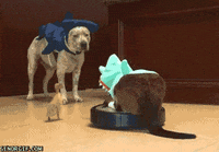 Cat Dog GIF
