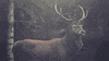 deer staring GIF