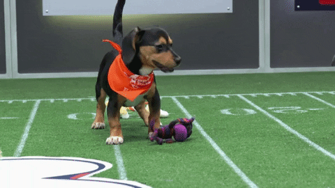 Animal Planet GIF by Puppy Bowl