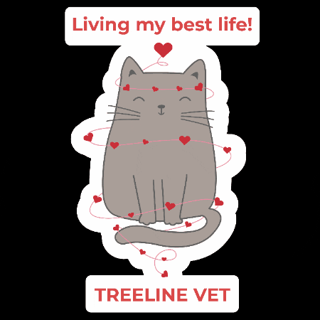 Cat Love GIF by Treeline Vet
