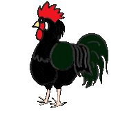 Rooster Chickens Sticker