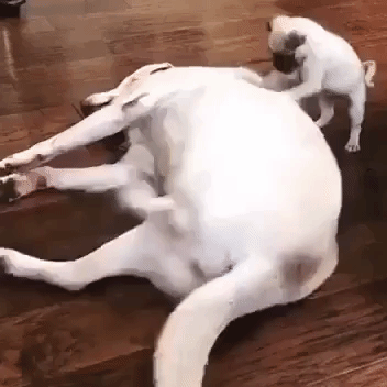 Pug Scratches Back of Much Larger Dog