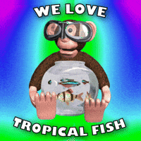 Fish Tank Monkey GIF