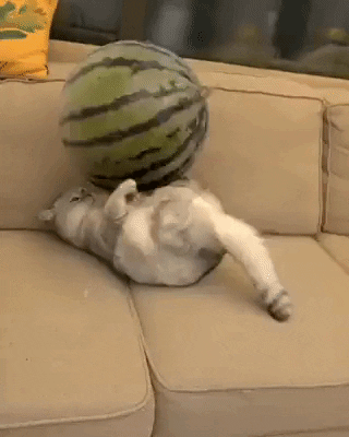 cuteanimalland giphyupload GIF