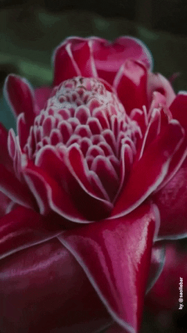 saollebar giphygifmaker flower aesthetic background GIF