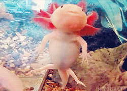 Fish Axolotl GIF