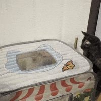 Silly Lilly GIF