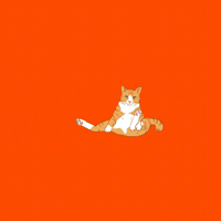 Cat Thanksgiving GIF by Furrend