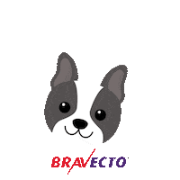 msdfamiliapet bravecto Sticker