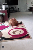Golden Retriever Determined to Catch Own Tail