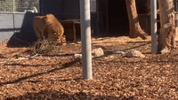 Lion Cubs Encounter Adult Males For the First Time at South Australia Zoo