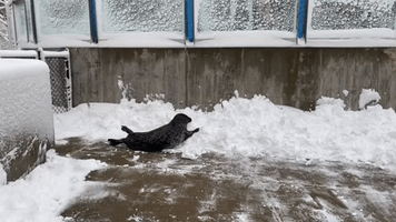 Harbor Seal Enjoys Snow Day at Des Moines Zoo
