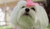 Barking Nicki Minaj GIF by DNCE