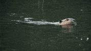 biology alaska GIF by PBS Digital Studios