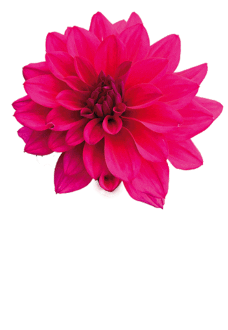 fattoriadelleerbe giphyupload pink nature flower Sticker