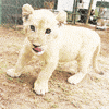 lion GIF