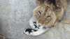 lion GIF