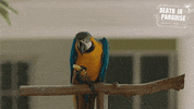 Parrot GIF by Death In Paradise