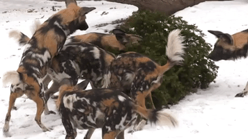 Zoo Animals Play With Repurposed Christmas Trees