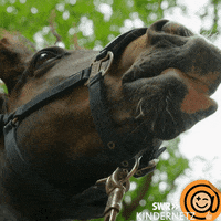 Hungry Horse GIF by SWR Kindernetz
