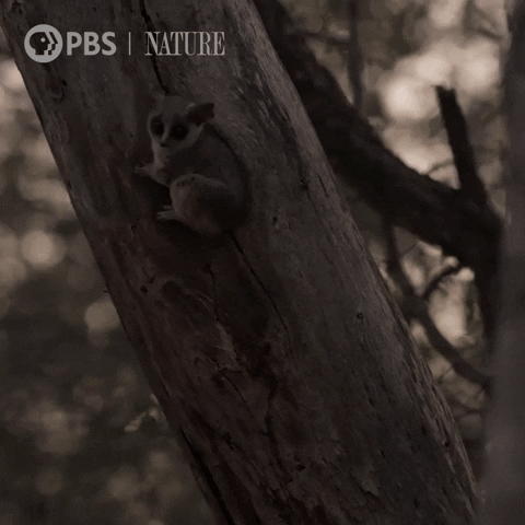 Leap Leaping GIF by Nature on PBS