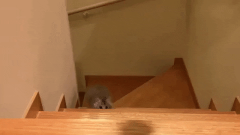 cuteanimalland giphyupload GIF