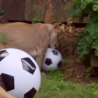 London Zoo’s lioness Gets Behind The Lionesses