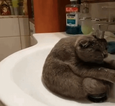 cuteanimalland giphyupload GIF