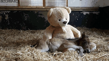 teddy bear sleeping GIF by Cheezburger