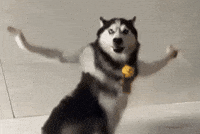 Dance Dog GIF
