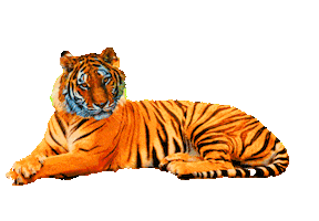 gominosensei tiger tigre gomi gominosensi Sticker