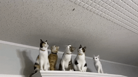 cuteanimalland giphyupload GIF