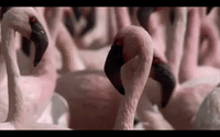 Soccer Flamingo GIF by ForwardMadisonFC