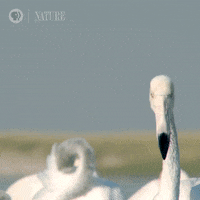 Pbs Nature Animales GIF by Nature on PBS
